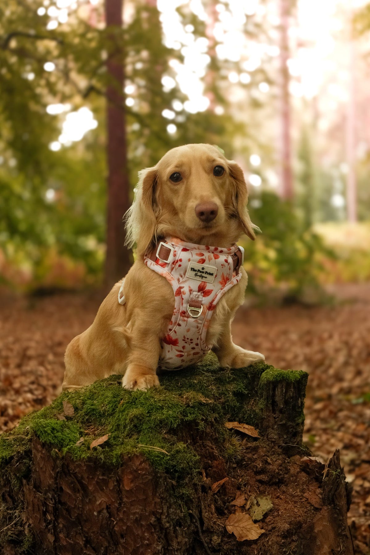 Maple Meadows Adventure Paws Harness