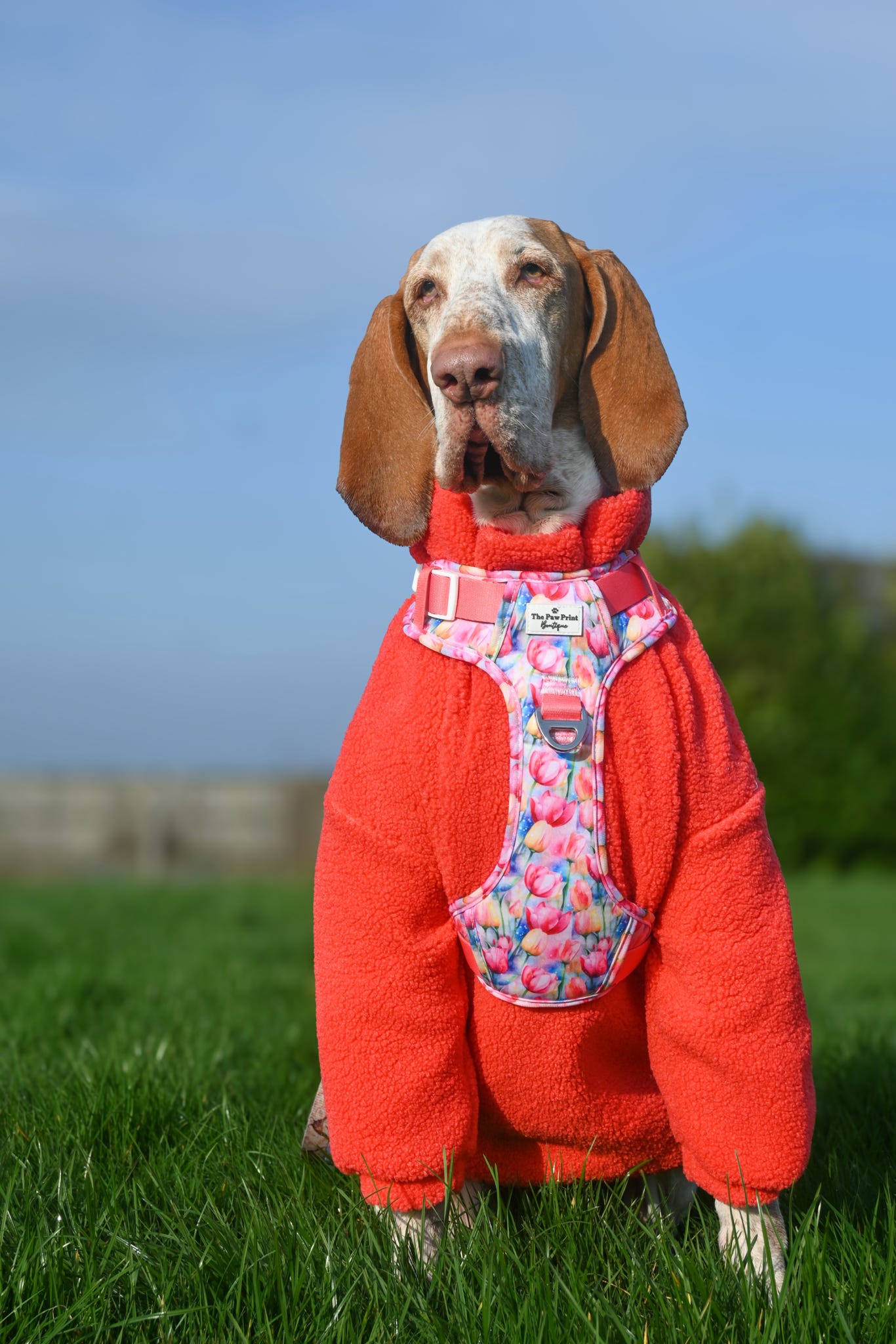 The Tulip Field Adventure Paws Harness