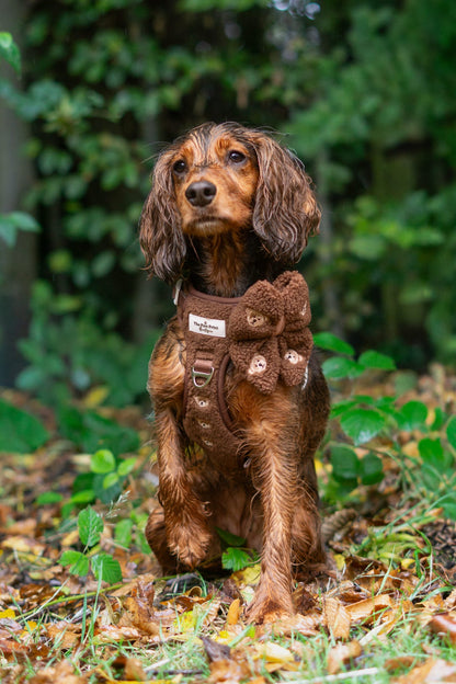 The Embroidered Little Bear Cub Adventure Paws Harness