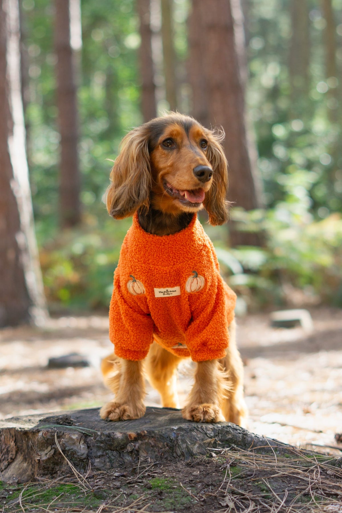 The Embroidered Pumpkins Teddy Fleece