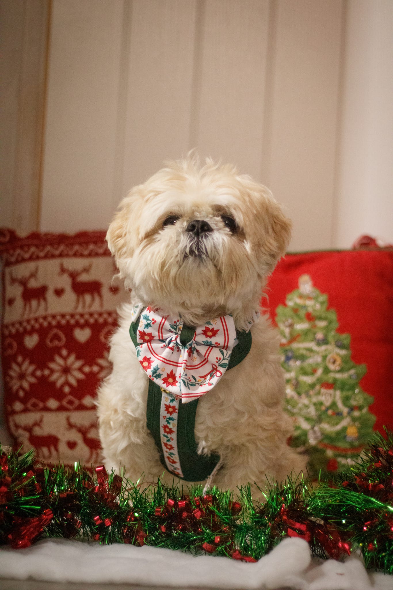 Festive Traditions Adventure Paws Harness
