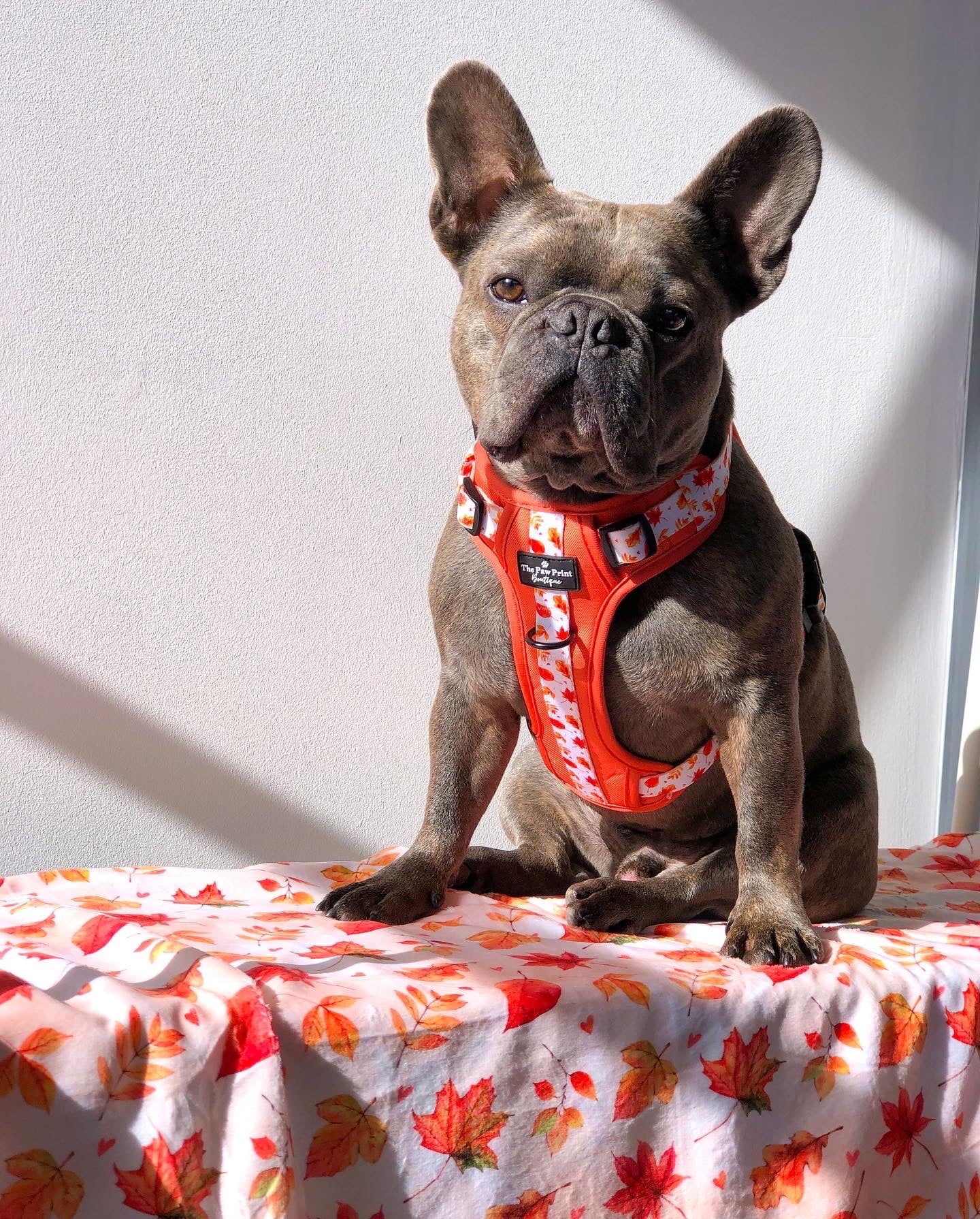 The UnbeLEAFable Adventure Paws Harness (Tough)