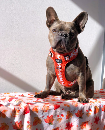 The UnbeLEAFable Adventure Paws Harness (Tough)