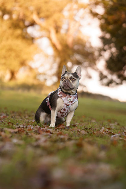 The Little Bear Cub Adventure Paws Harness