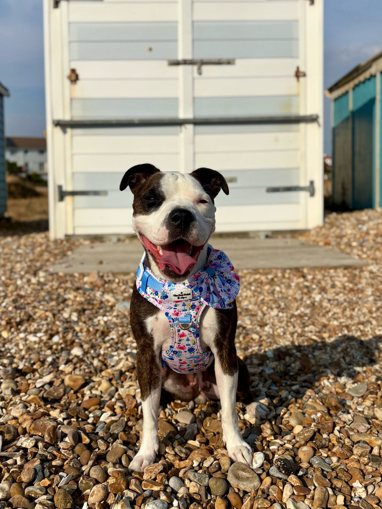 Santorini Seagulls Adventure Paws Harness