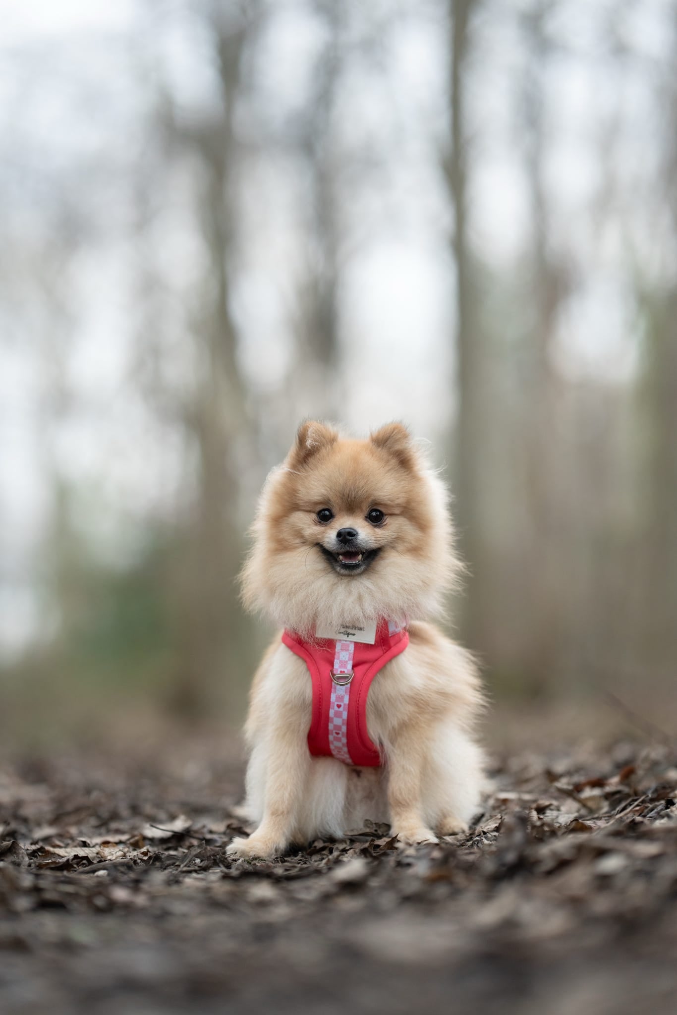 The Fur-ever Love Adventure Paws Harness