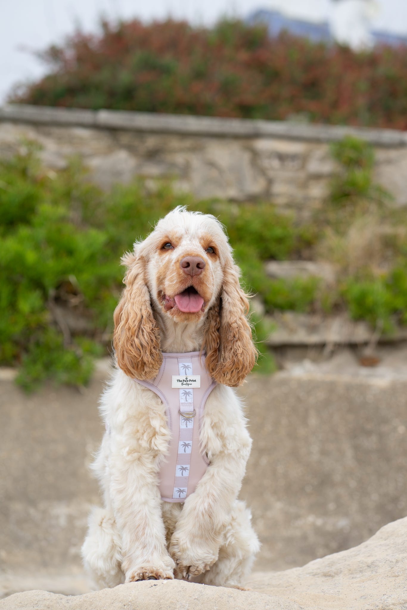 Palm Springs Adventure Paws Harness