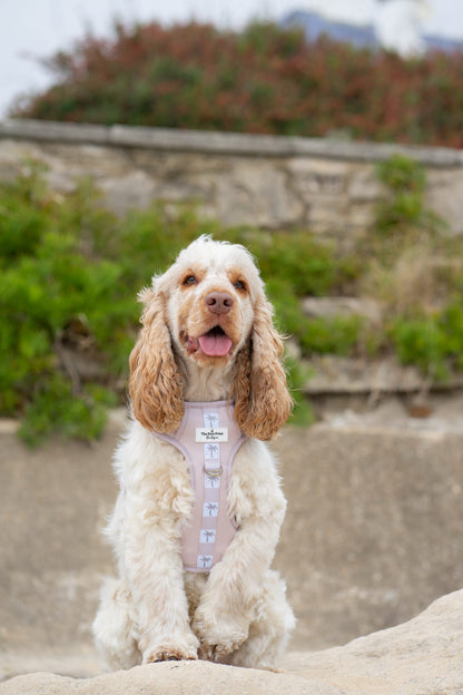 Palm Springs Adventure Paws Harness