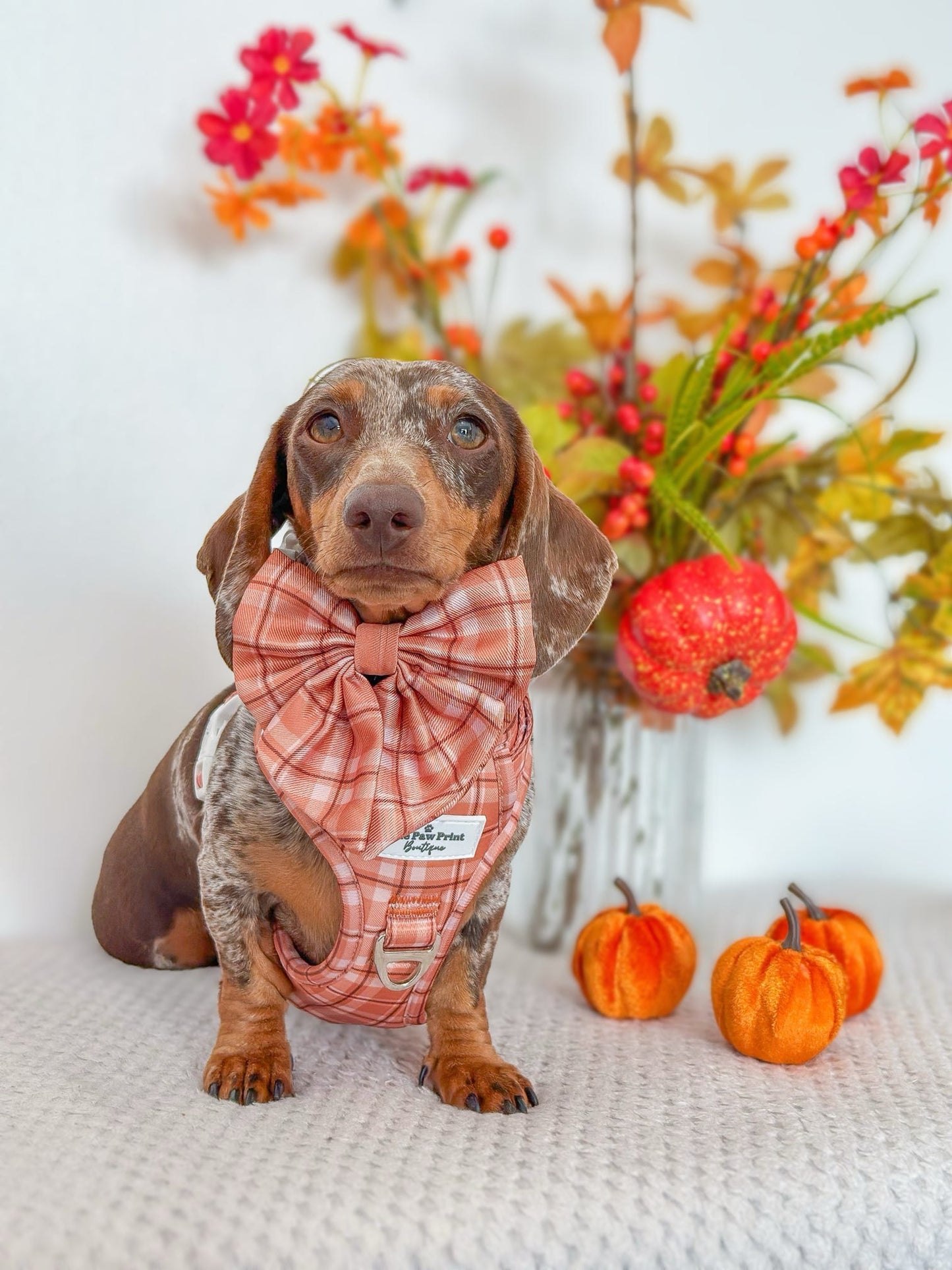 Pooches in Plaid Bow Tie
