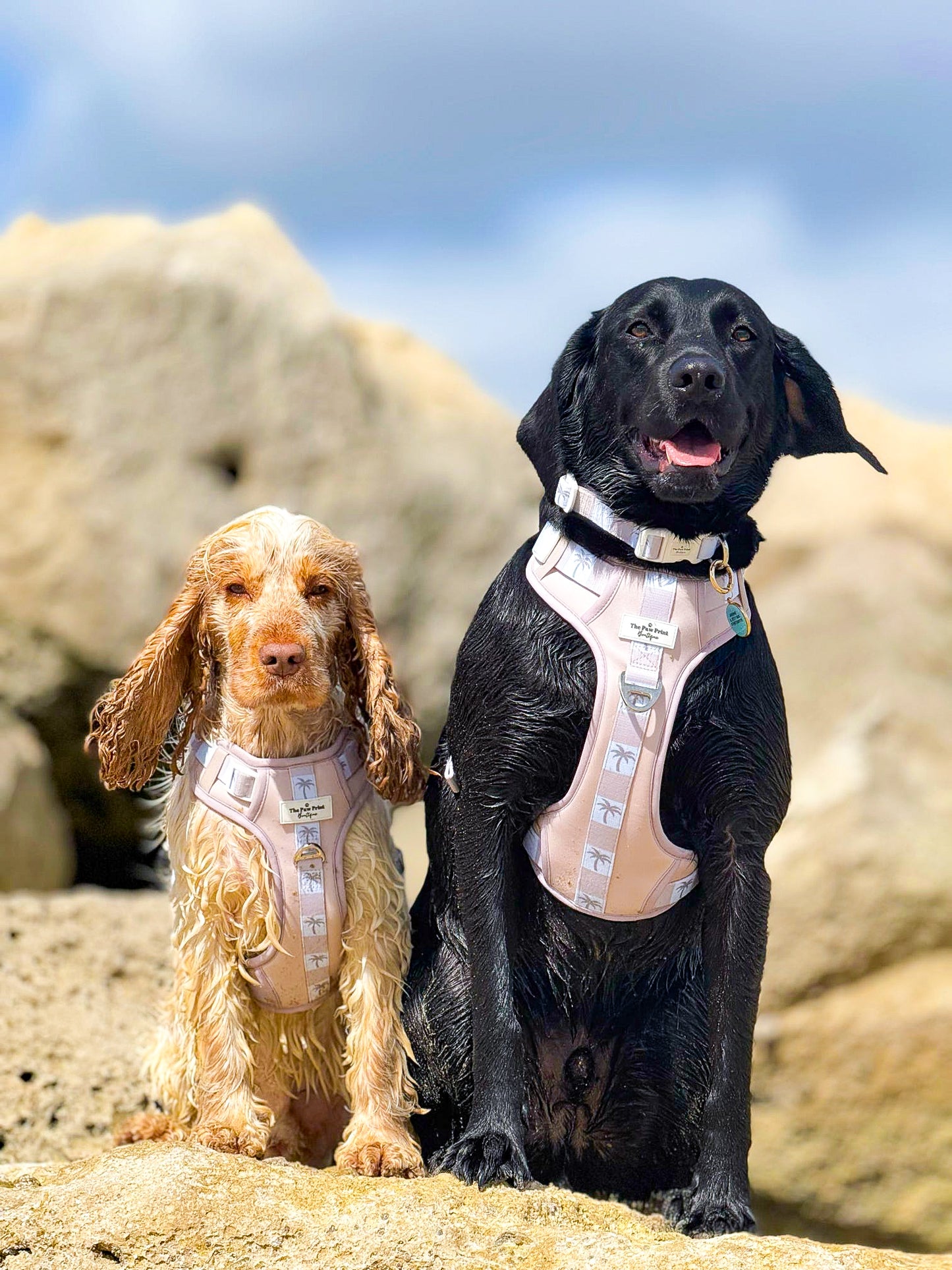Palm Springs Adventure Paws Harness