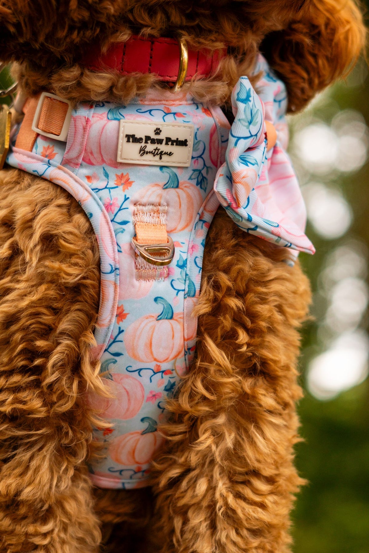 Pablos Pumpkins Adventure Paws Harness