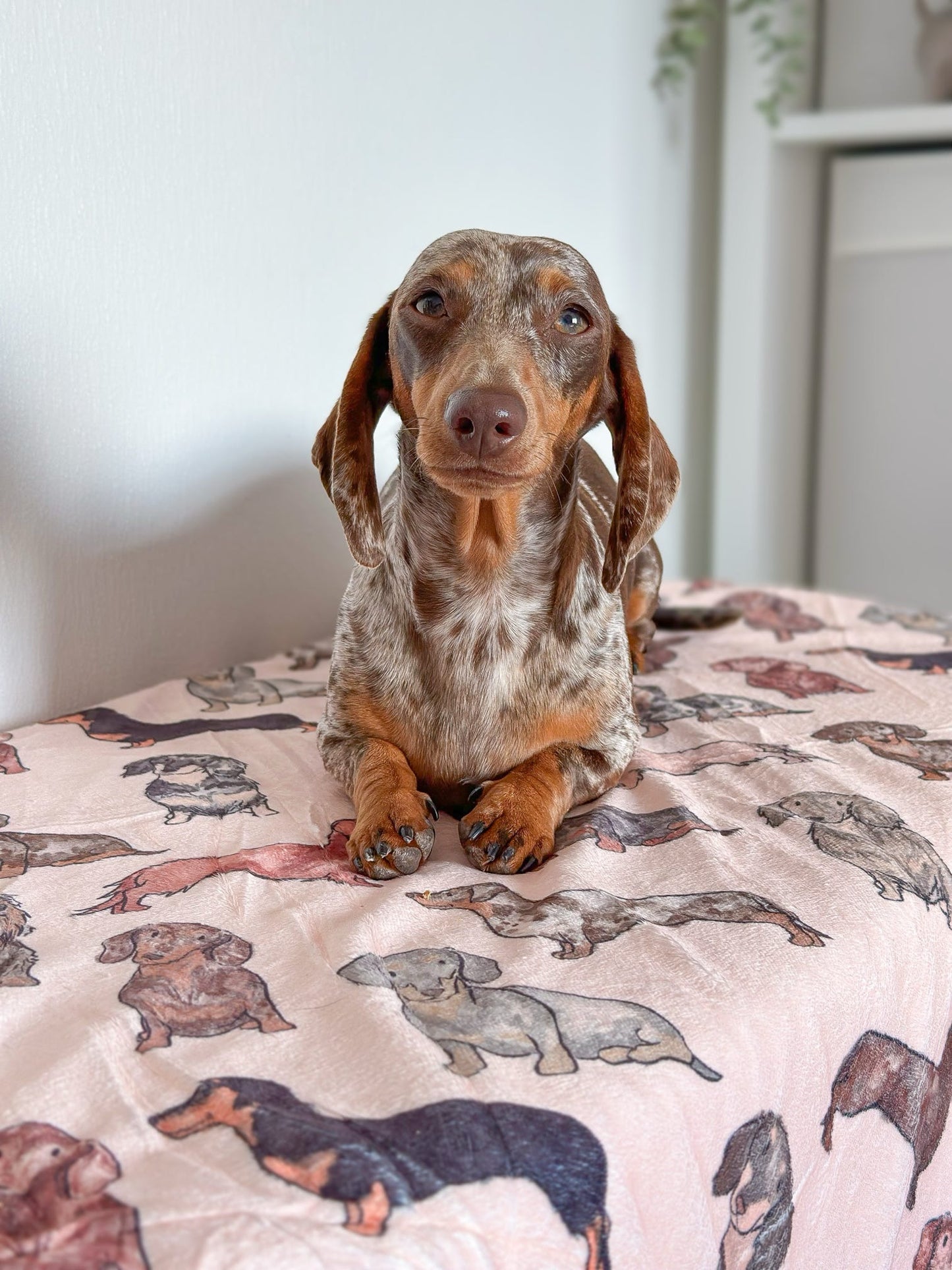 The Dachshund Dog Blanket