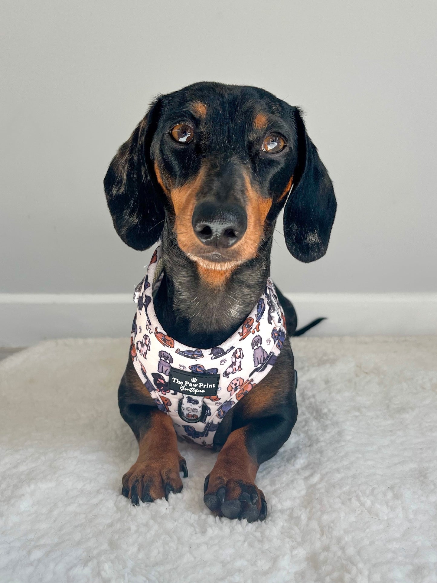The Dachshund Adjustable Harness