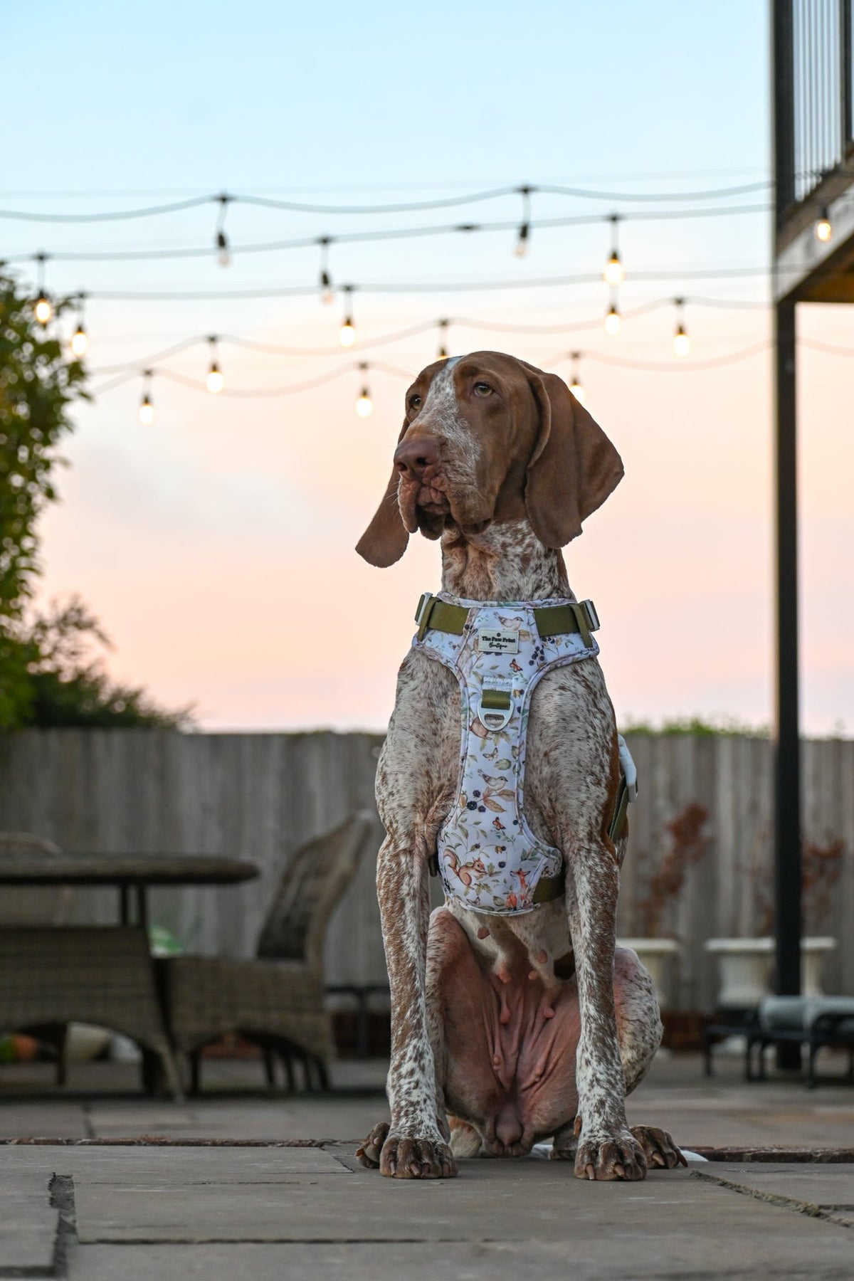 Whimsical Wildlife Adventure Paws Harness