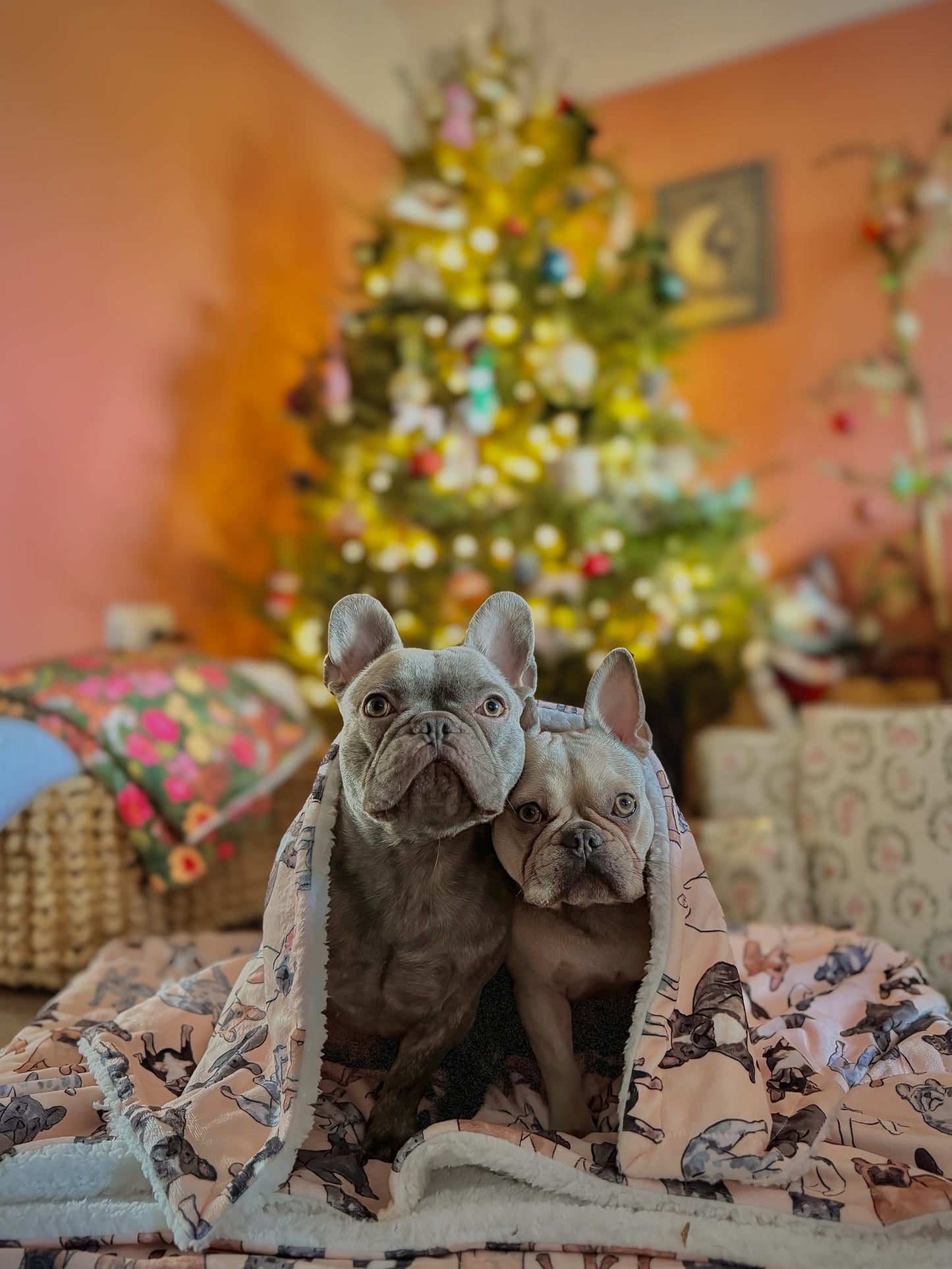 The French Bulldog Human Blanket