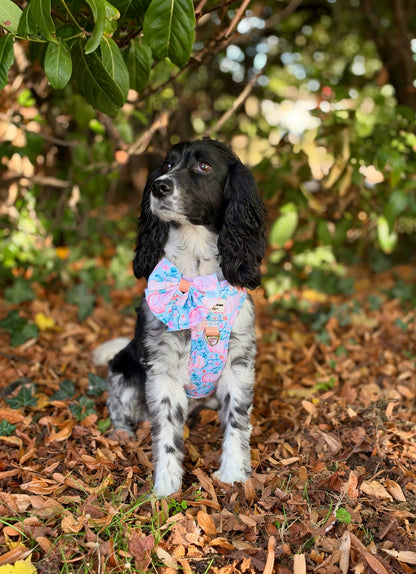 Pablos Pumpkins Adventure Paws Harness