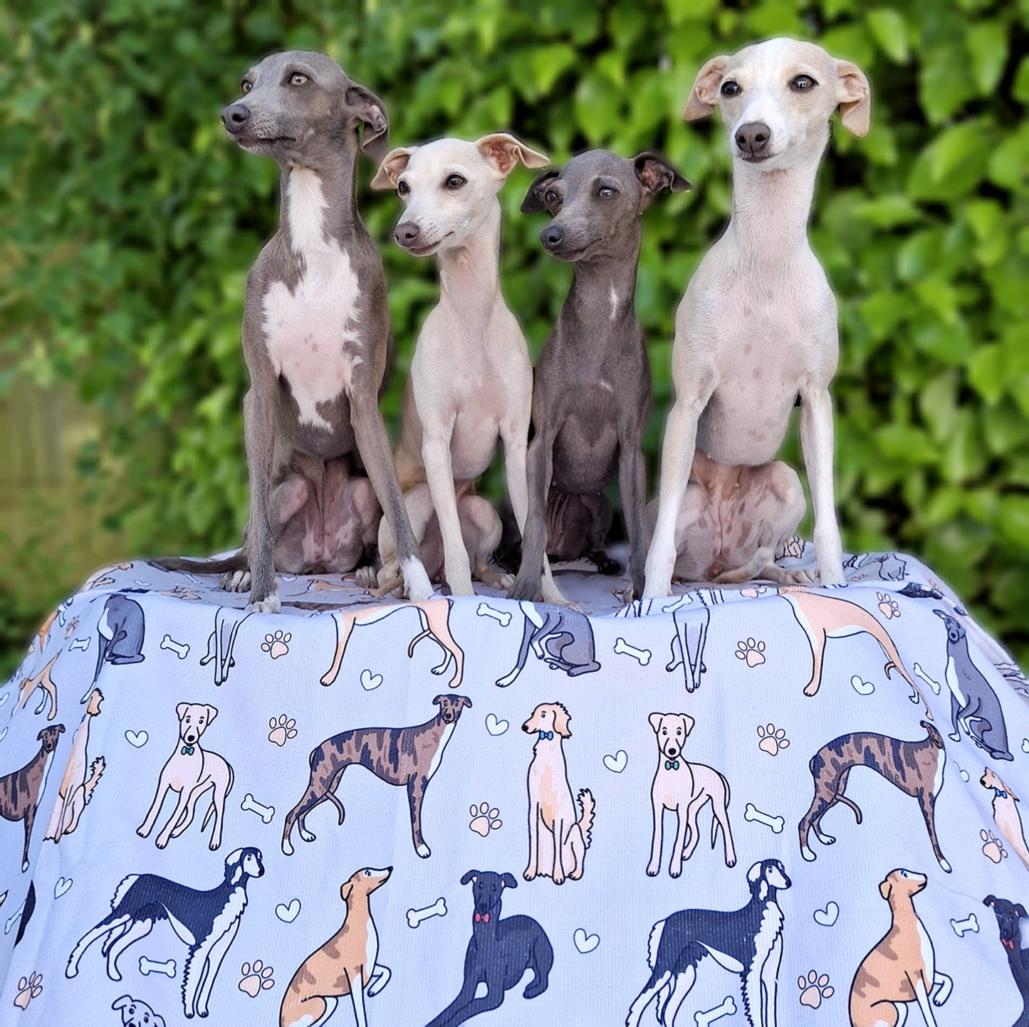 The Sighthound Dog Towel - Grey