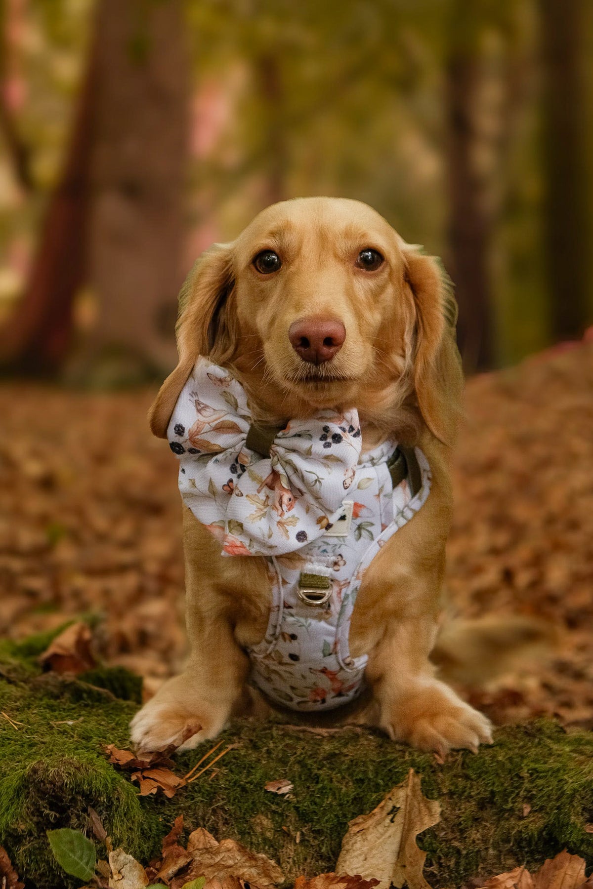 Whimsical Wildlife Bow Tie