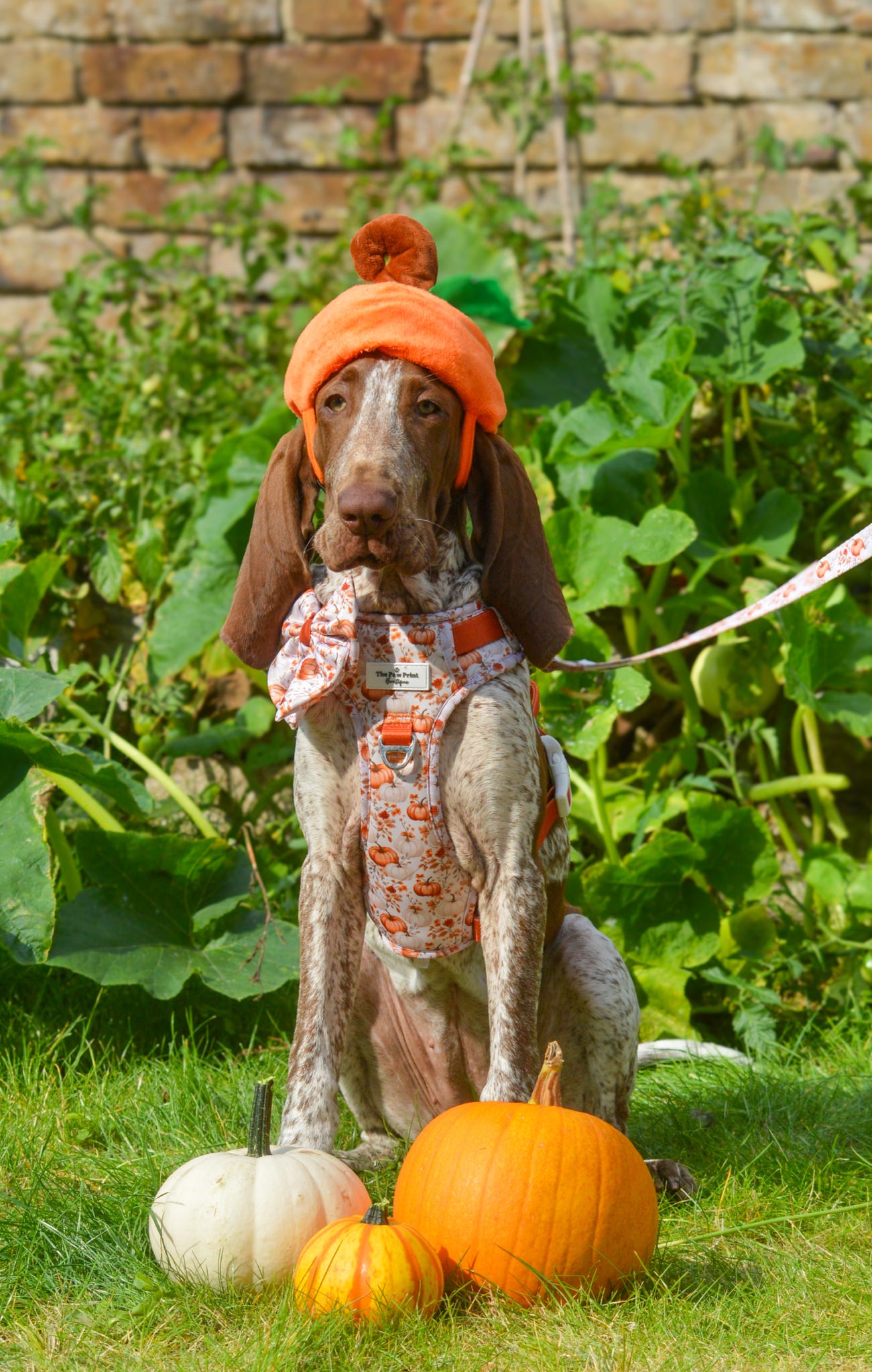 Pupkin Patch Adventure Paws Harness