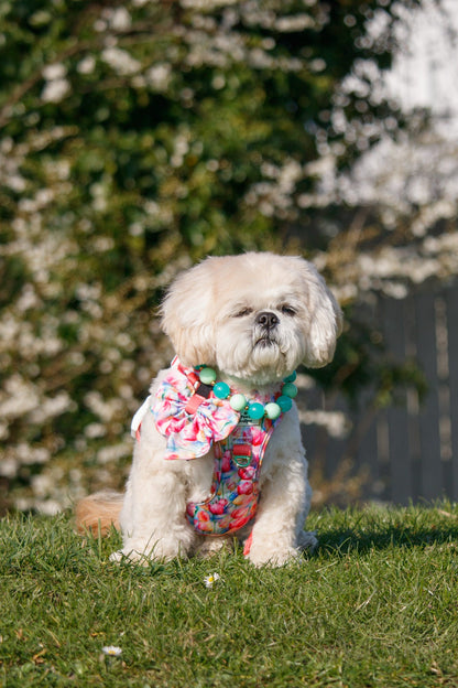 The Tulip Field Adventure Paws Harness