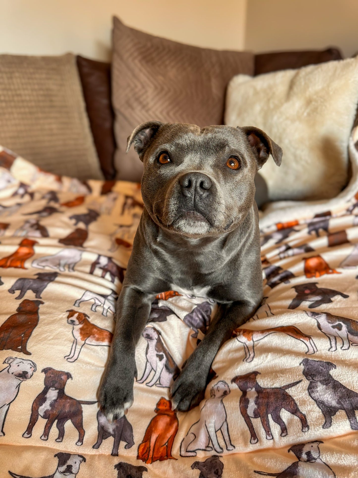 Staffy Dog Blanket