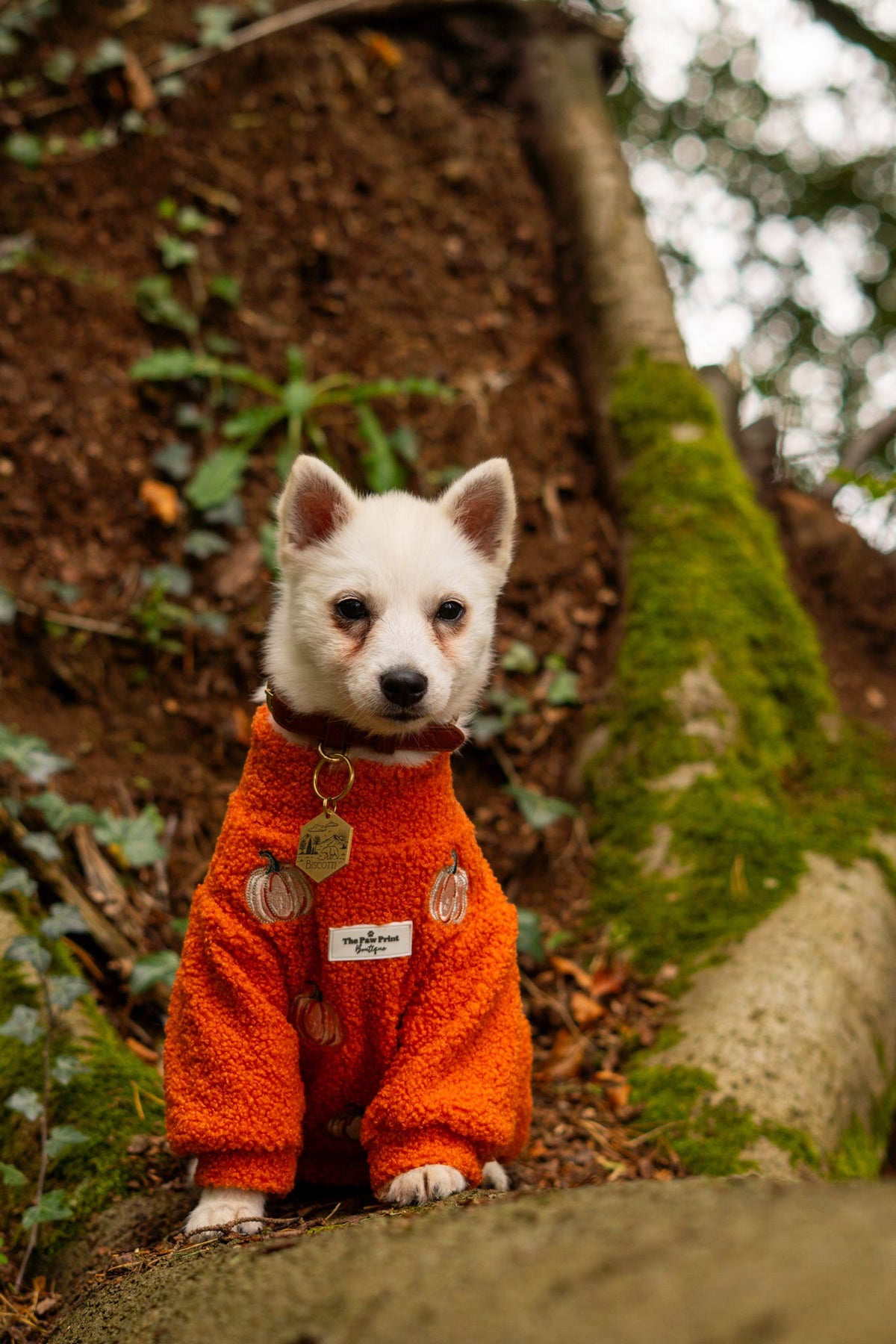 The Embroidered Pumpkins Teddy Fleece