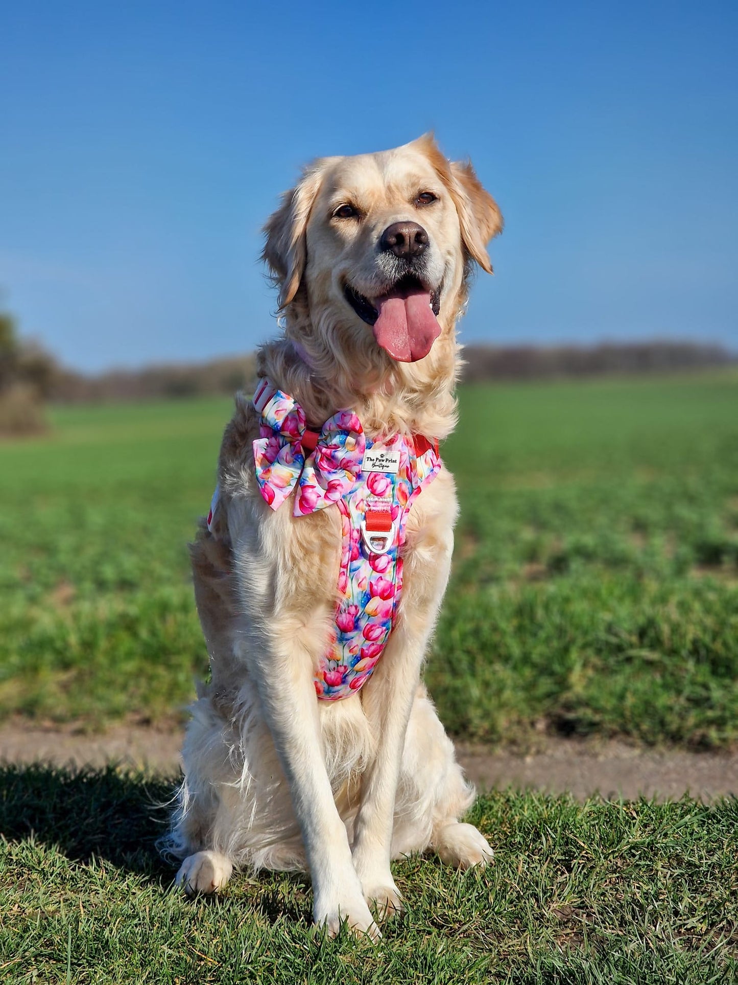 The Tulip Field Adventure Paws Harness