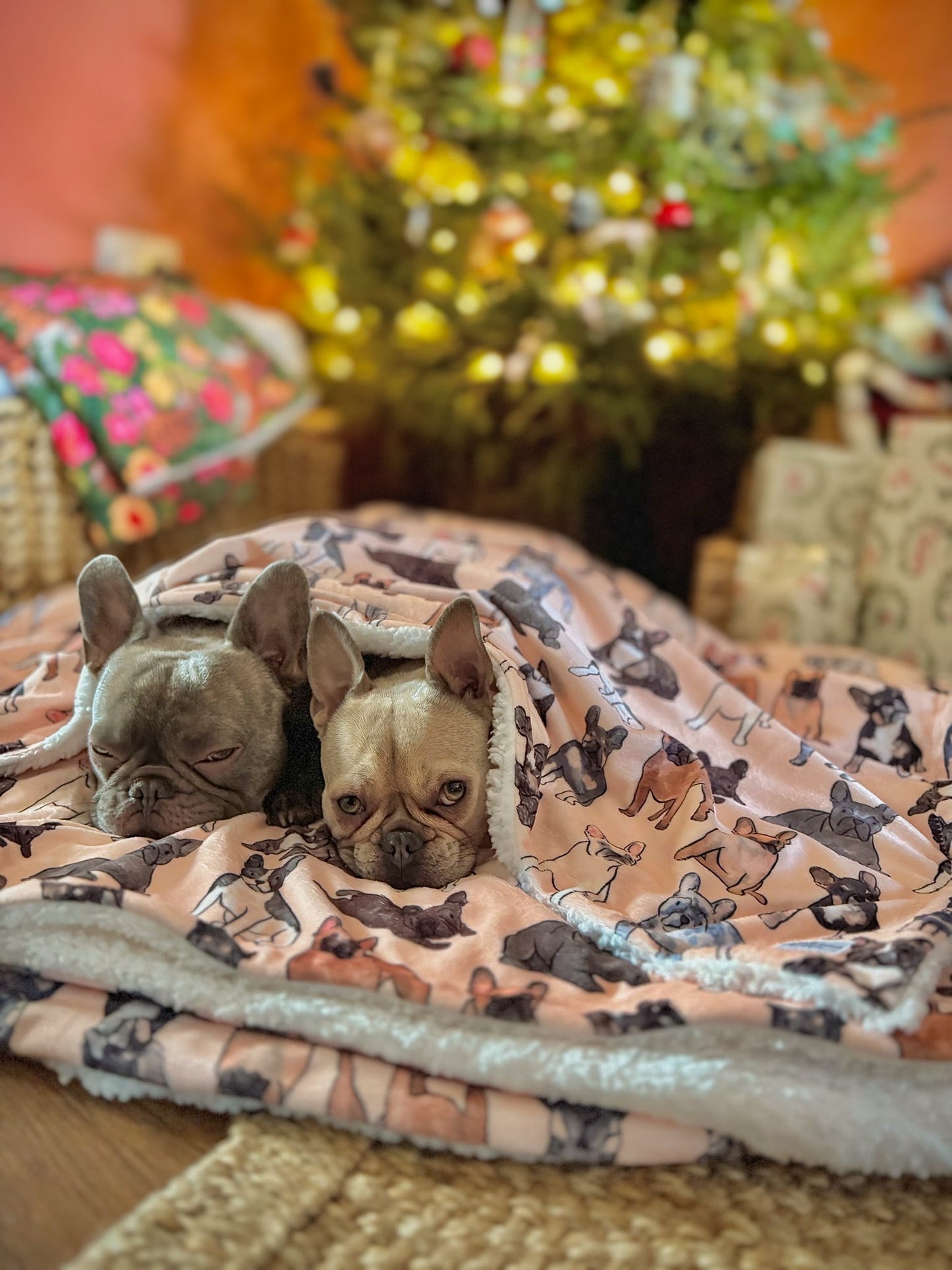 The French Bulldog Human Blanket