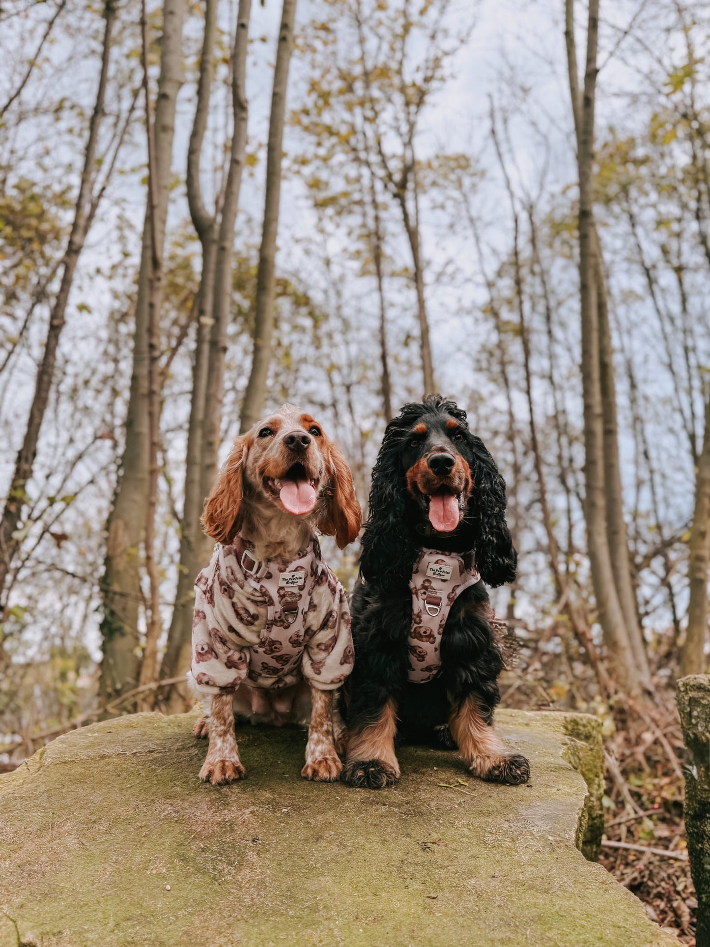 The Little Bear Cub Adventure Paws Harness