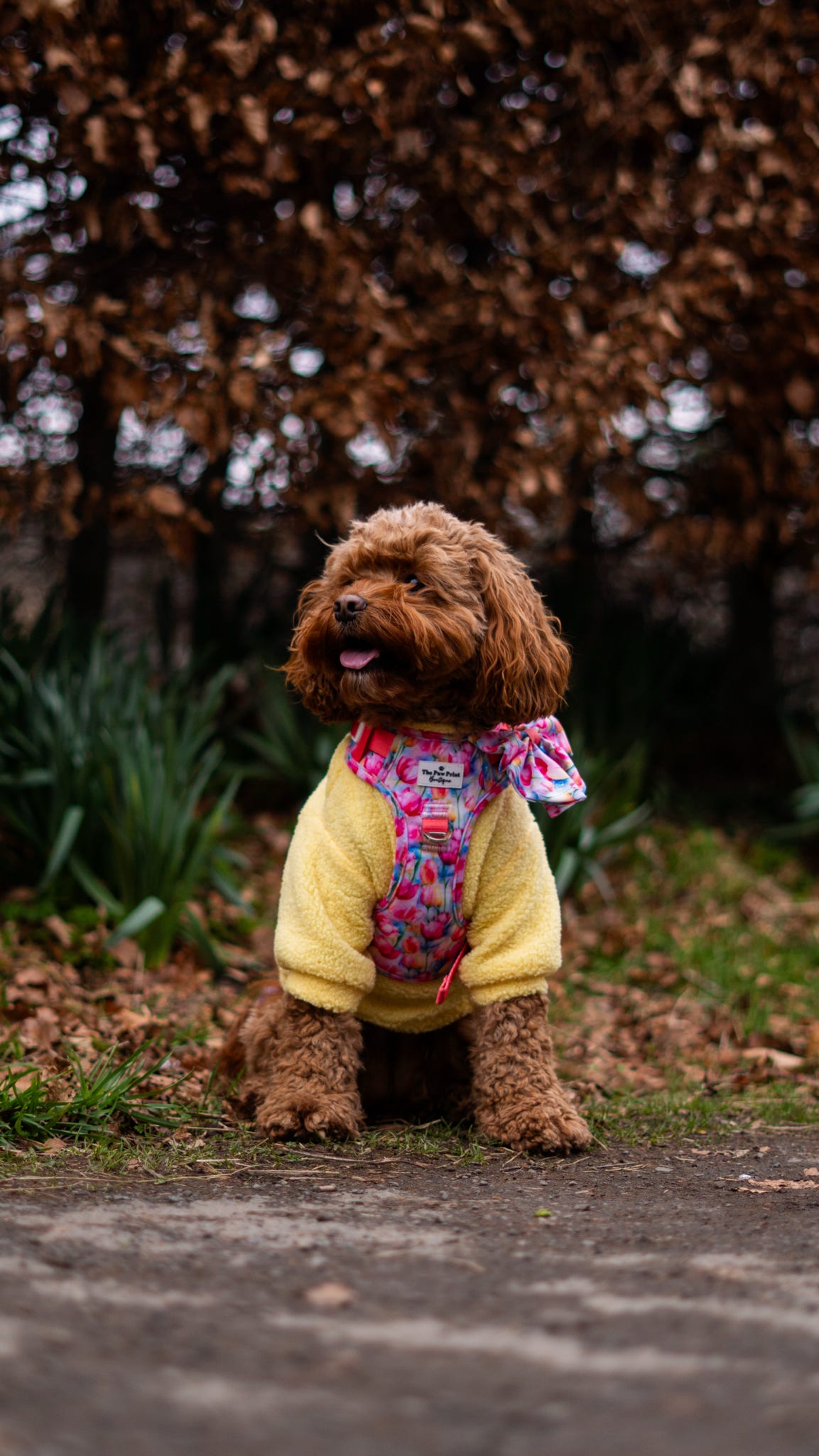 Teddy Fleece - Buttercup