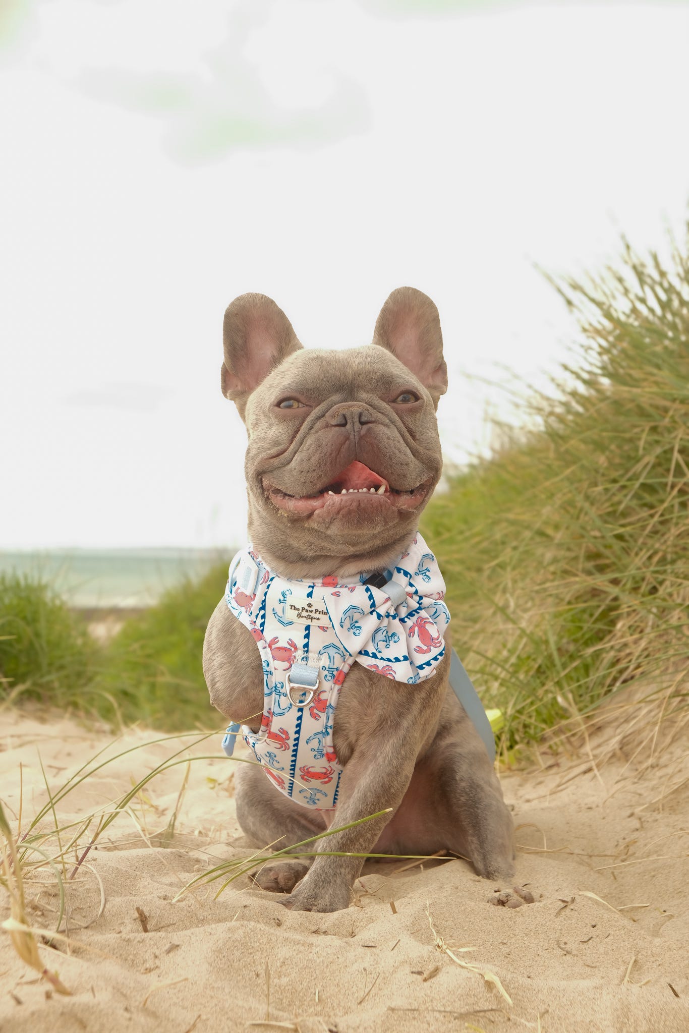 Absolutely Crabulous Adventure Paws Harness
