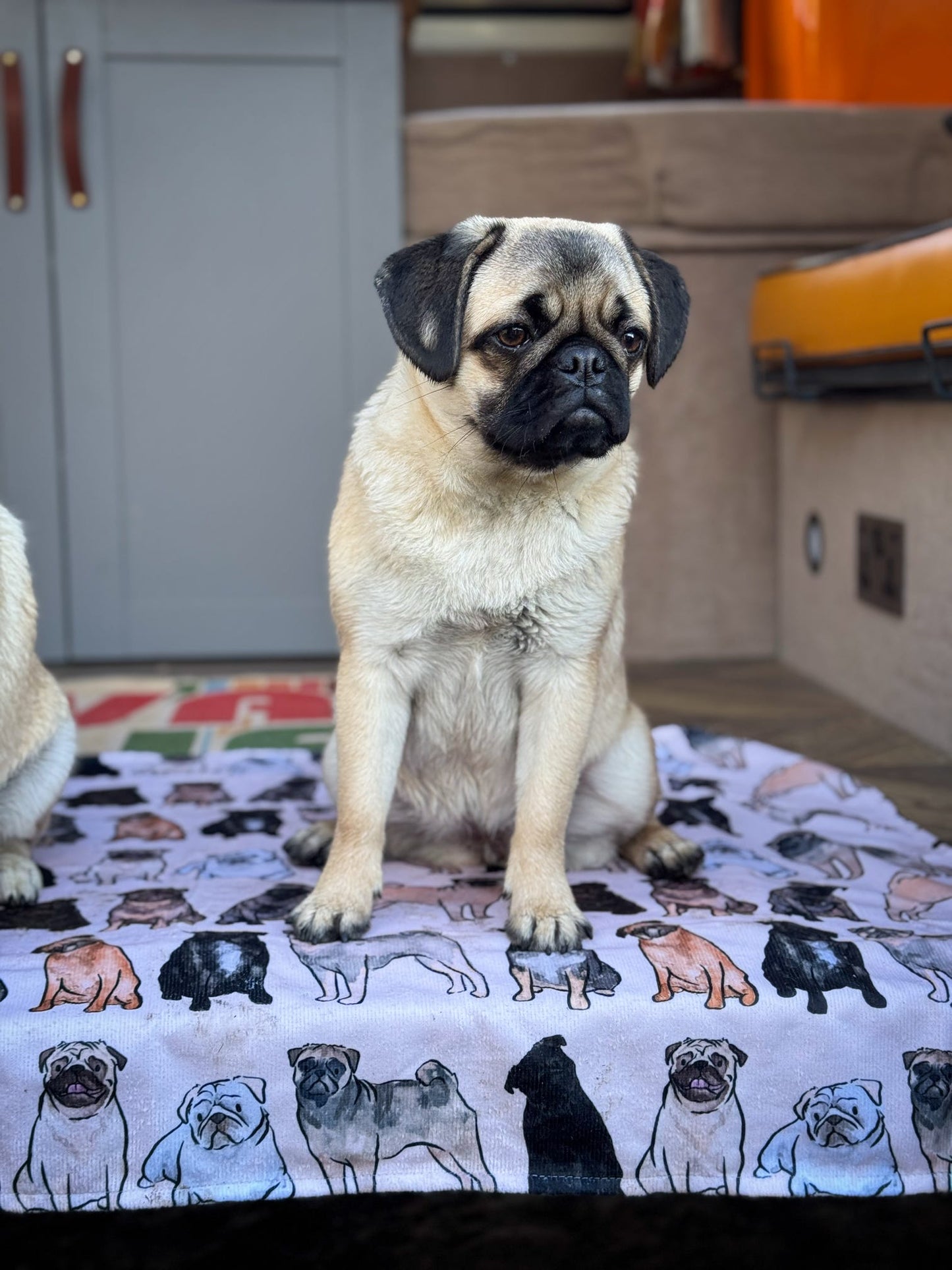 The Pug Dog Towel