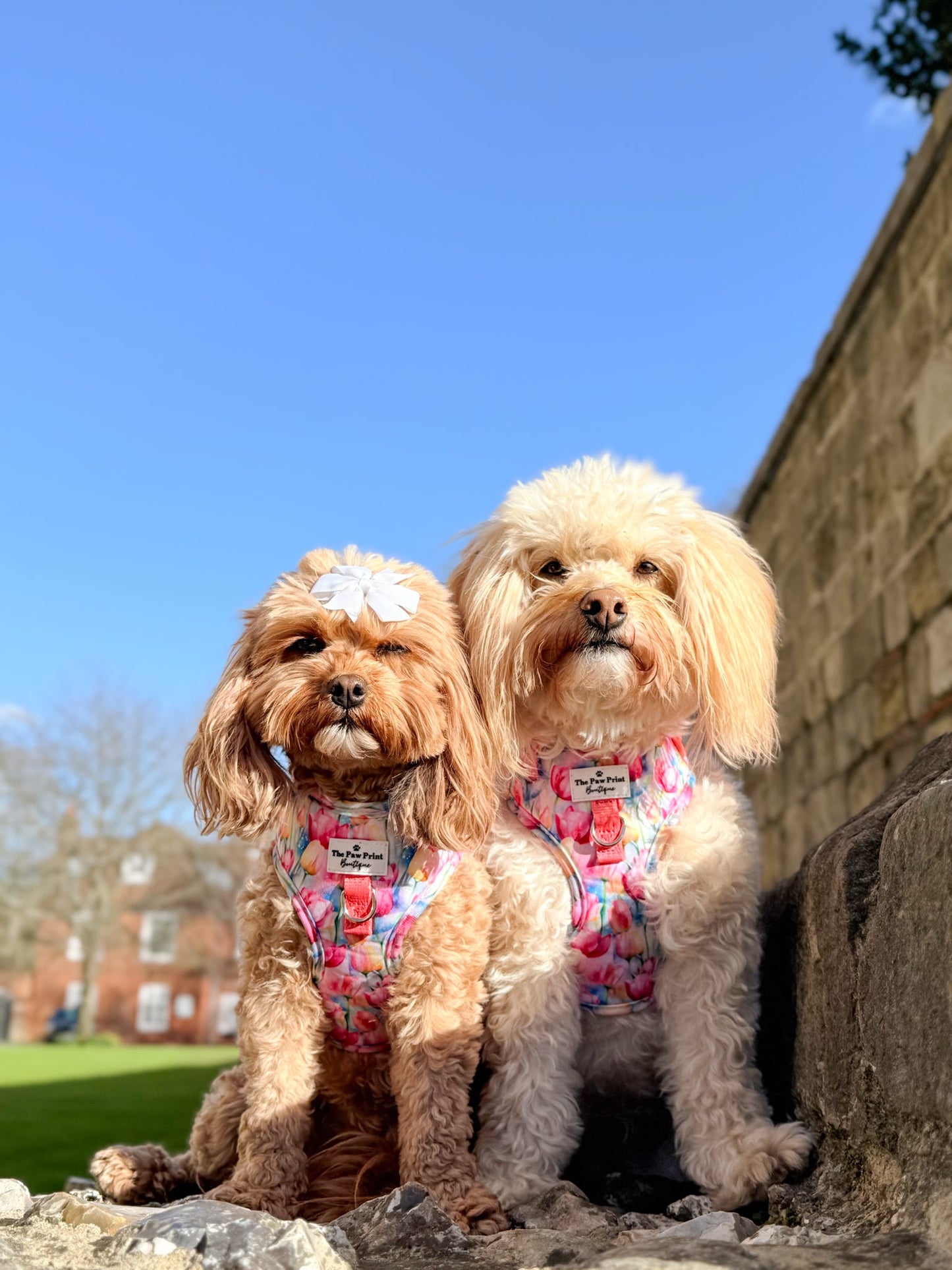 The Tulip Field Adjustable Harness