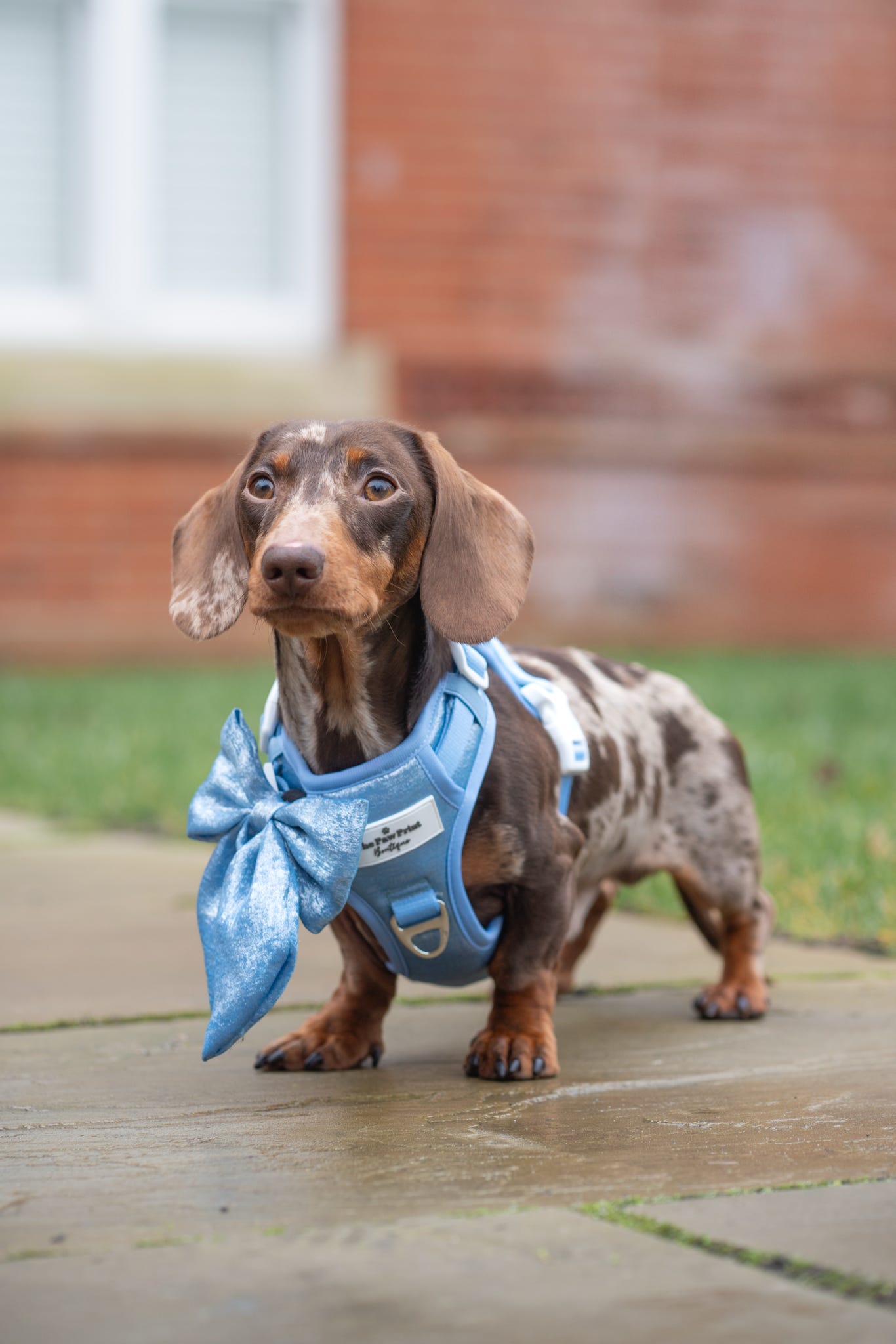 The Ocean Blue Bow Tie