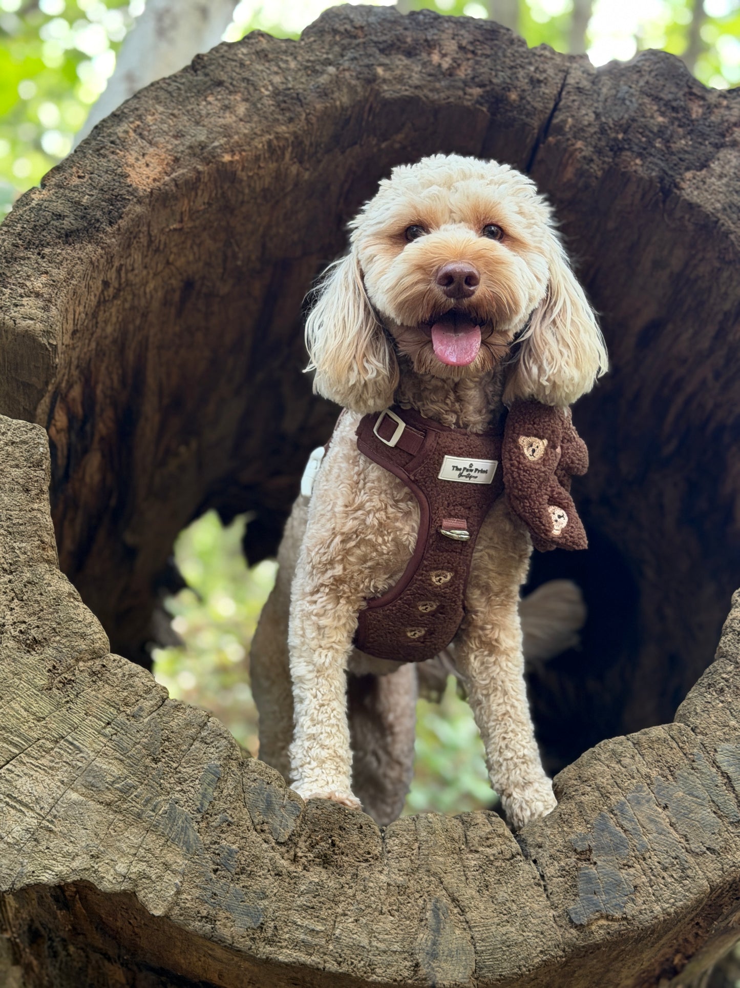 The Embroidered Little Bear Cub Adventure Paws Harness