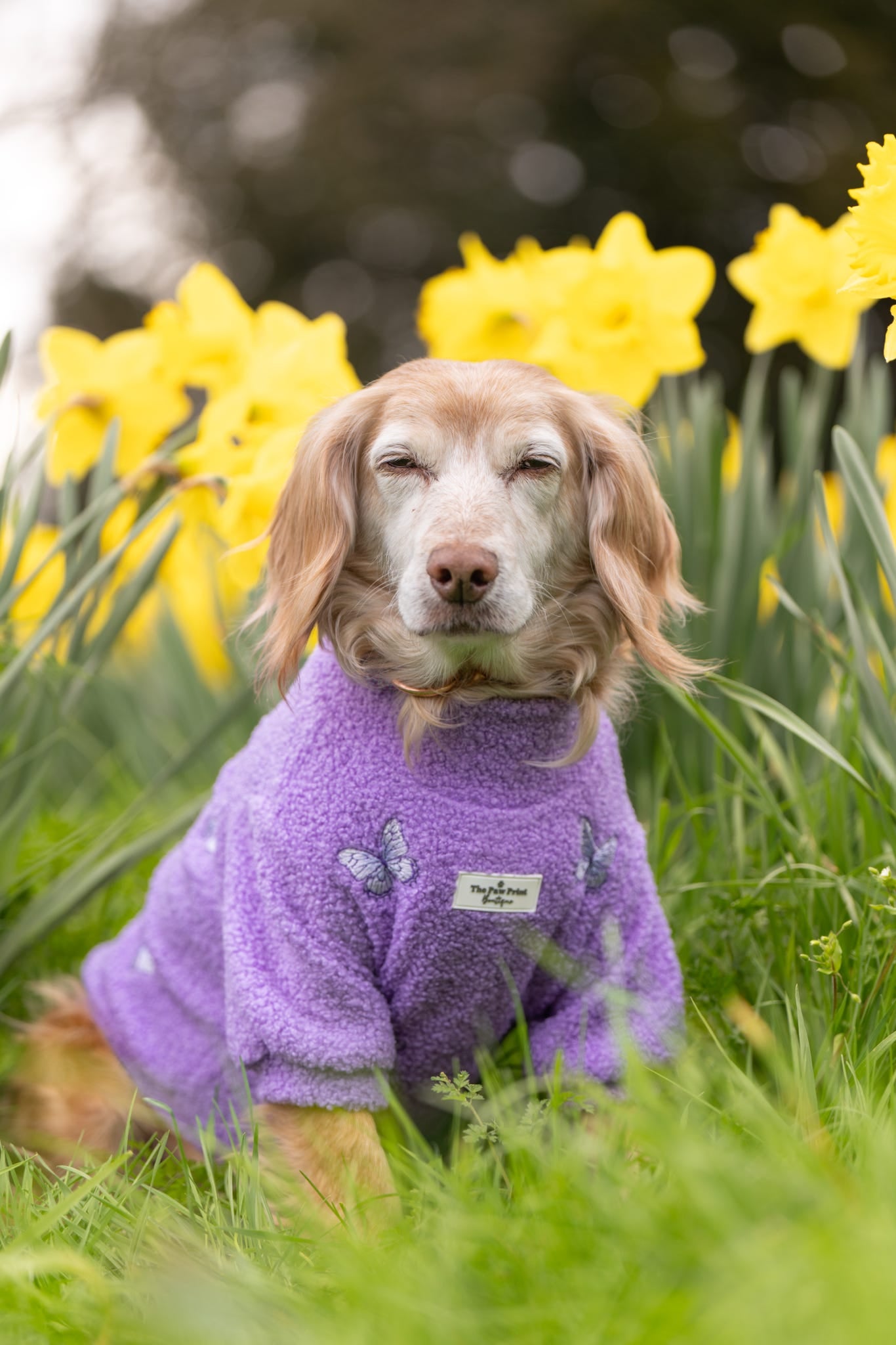 Teddy Fleece - Butterfly Bliss