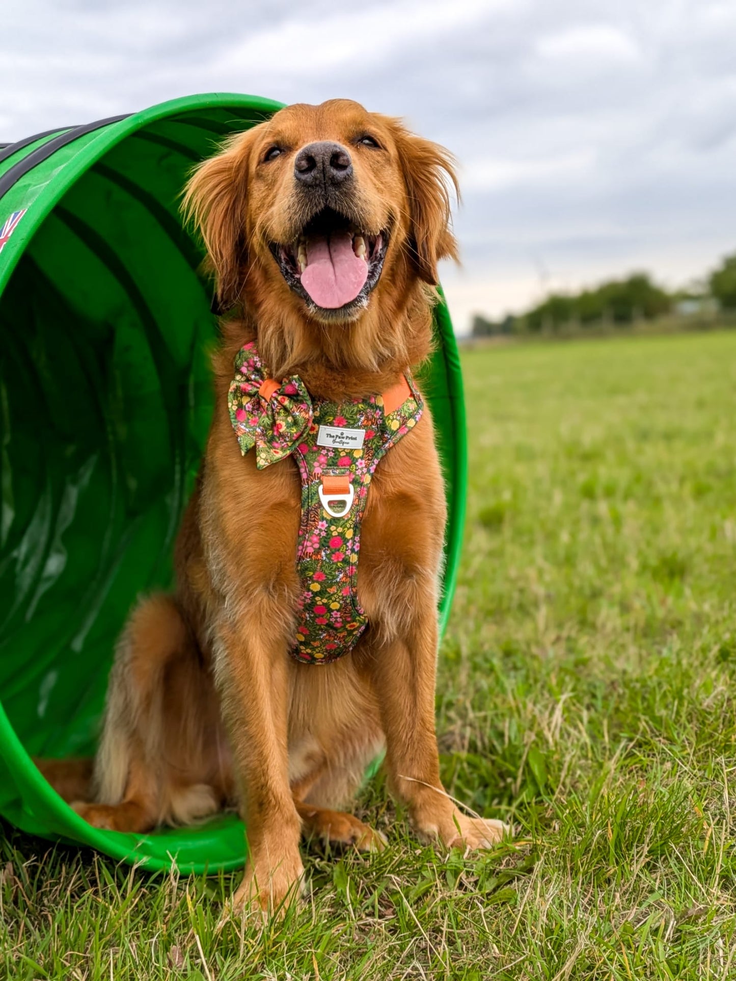 The Tiger who came to TPPB Adventure Paws Harness