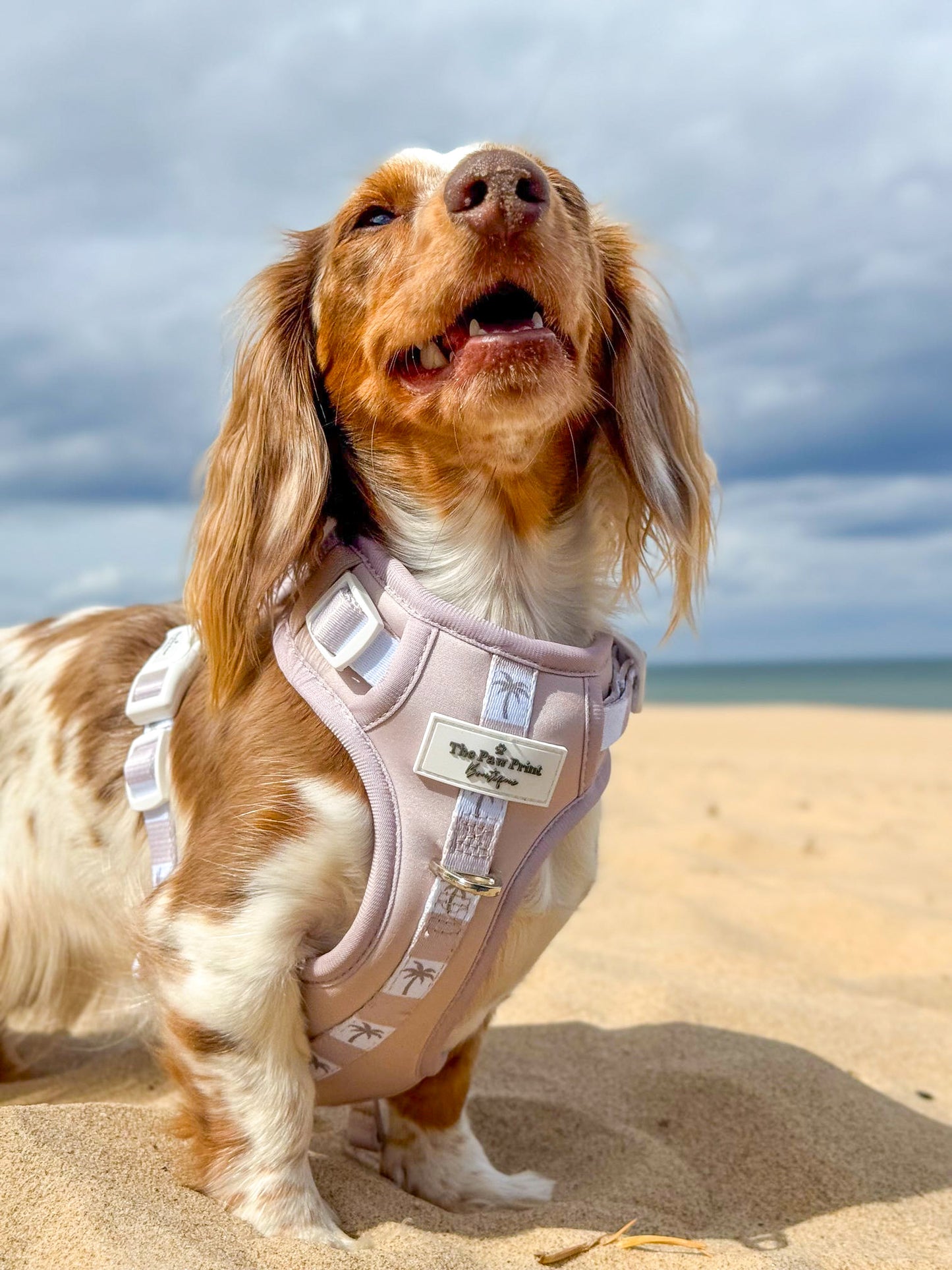 Palm Springs Adventure Paws Harness