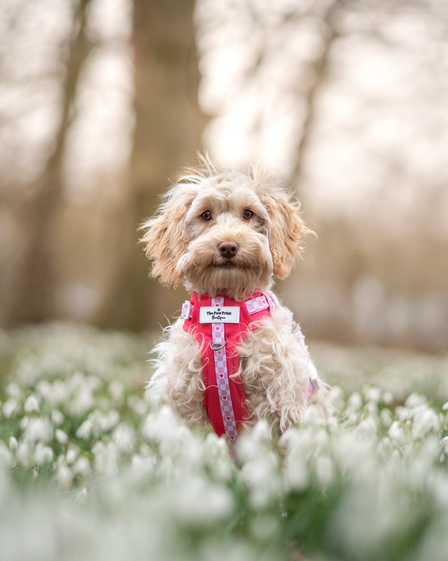 The Fur-ever Love Adventure Paws Harness