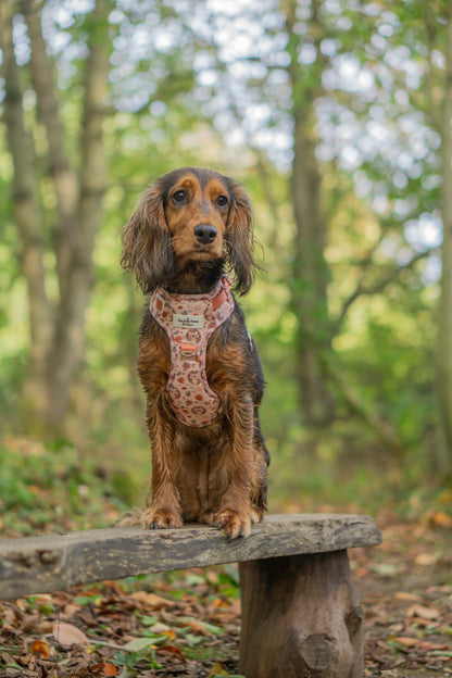 Spike the Hedgehog Adventure Paws Harness