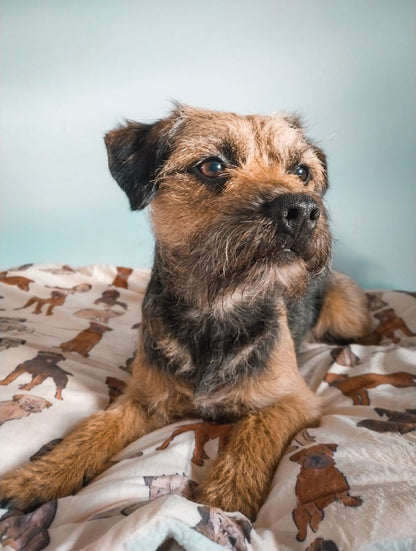 Border Terrier Dog Blanket