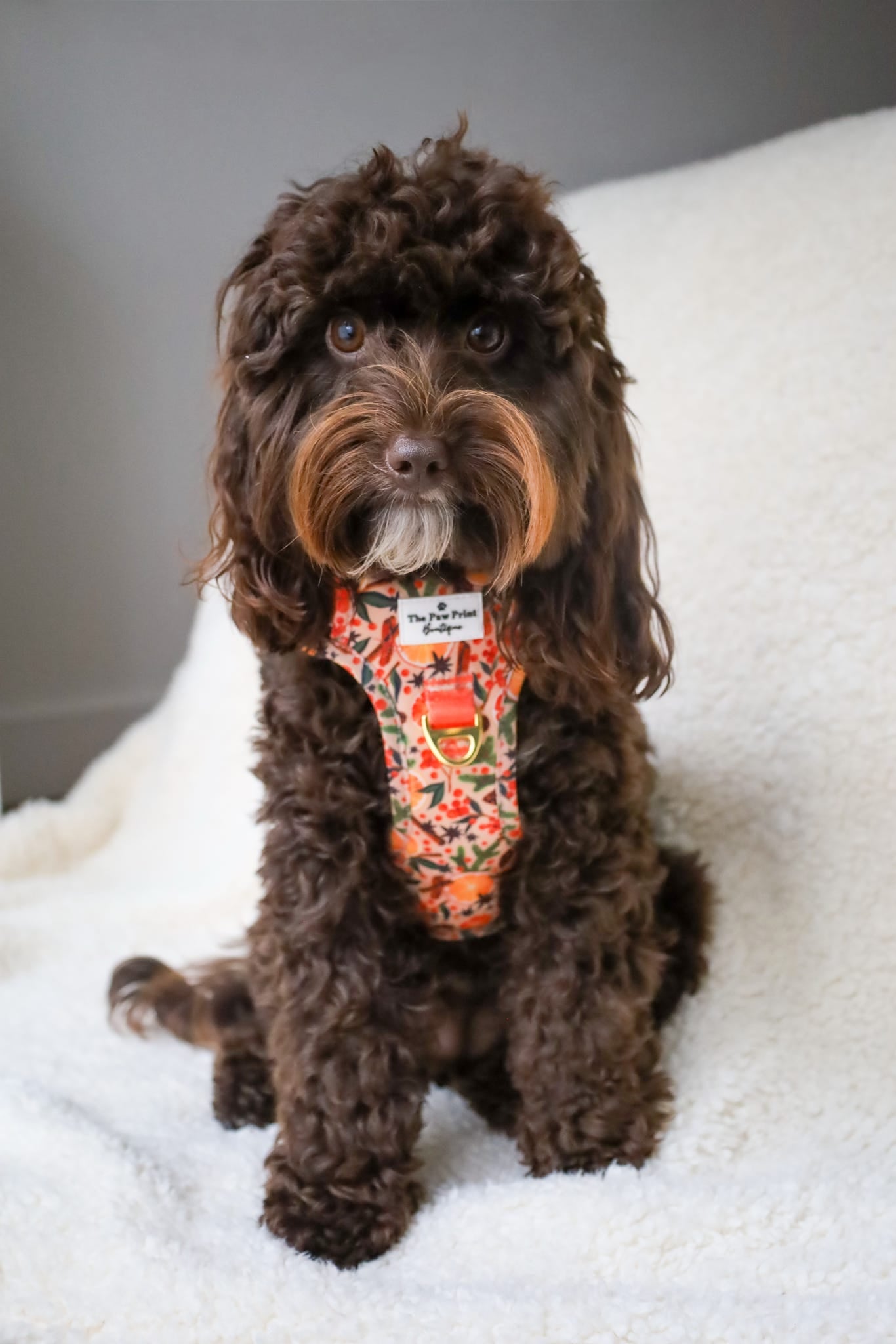 Winter Scents Adventure Paws Harness