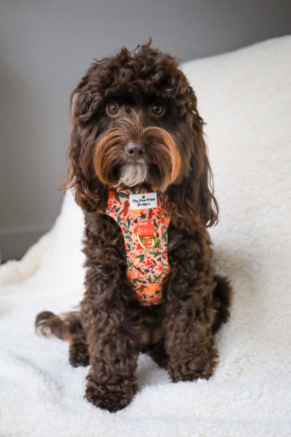 Winter Scents Adventure Paws Harness