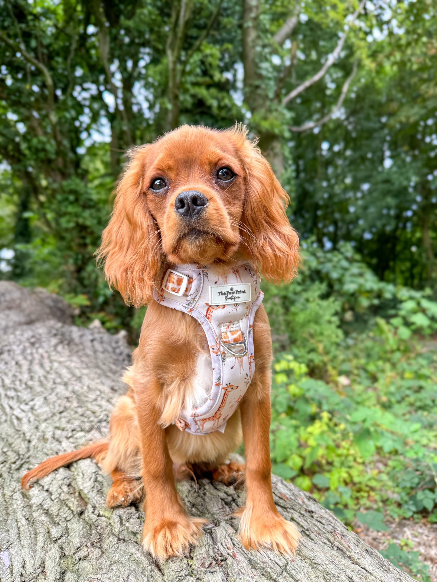 The Graceful Giraffe Adventure Paws Harness