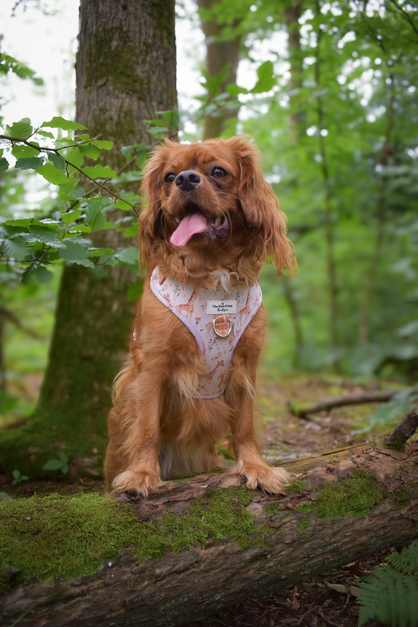 The Graceful Giraffe Adjustable Harness
