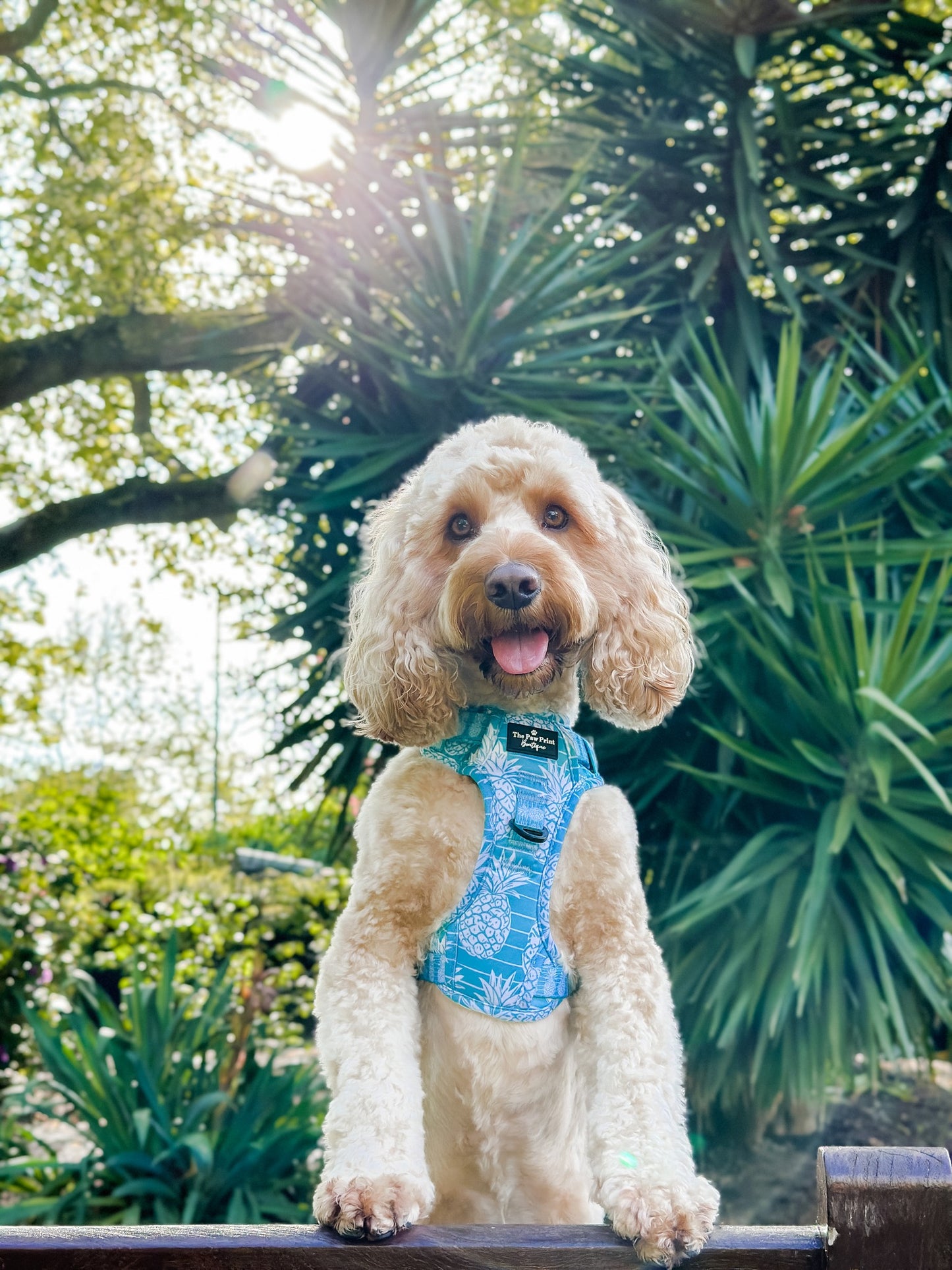 The Pineapple Pawty Harness (Adventure Paws Style)