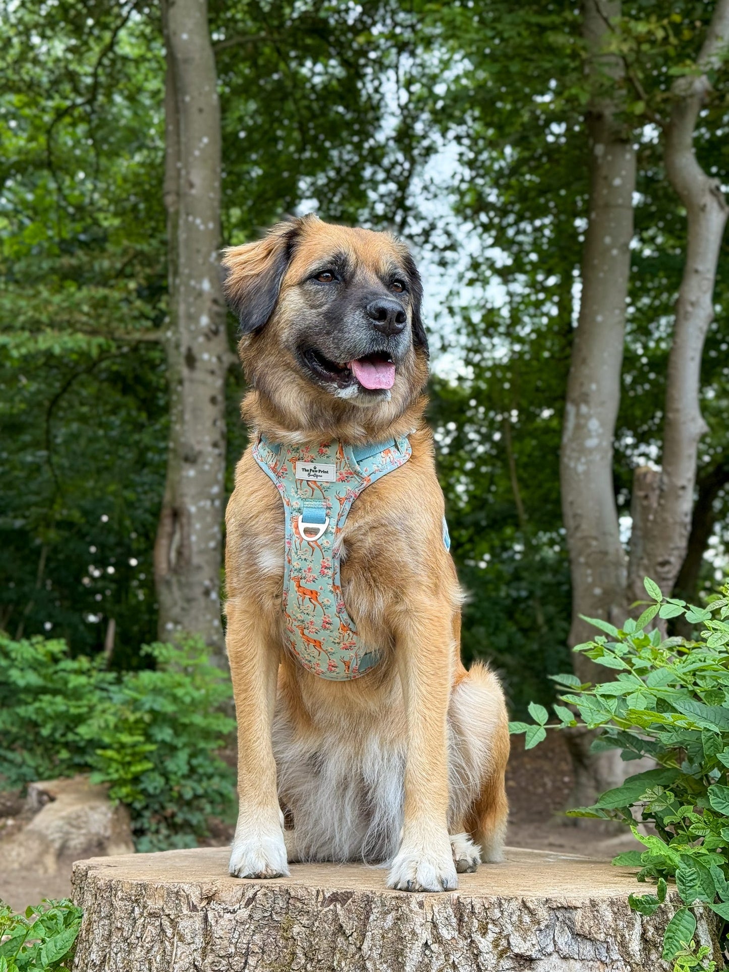 Bambi in Bloom Adventure Paws Harness