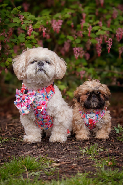 The Tulip Field Adventure Paws Harness