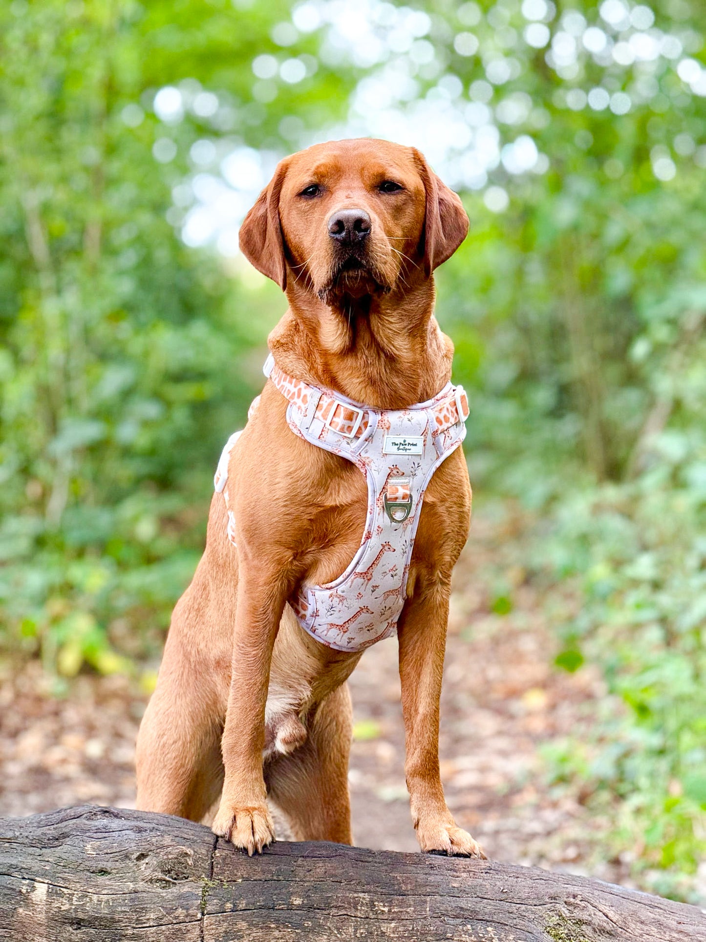 The Graceful Giraffe Adventure Paws Harness