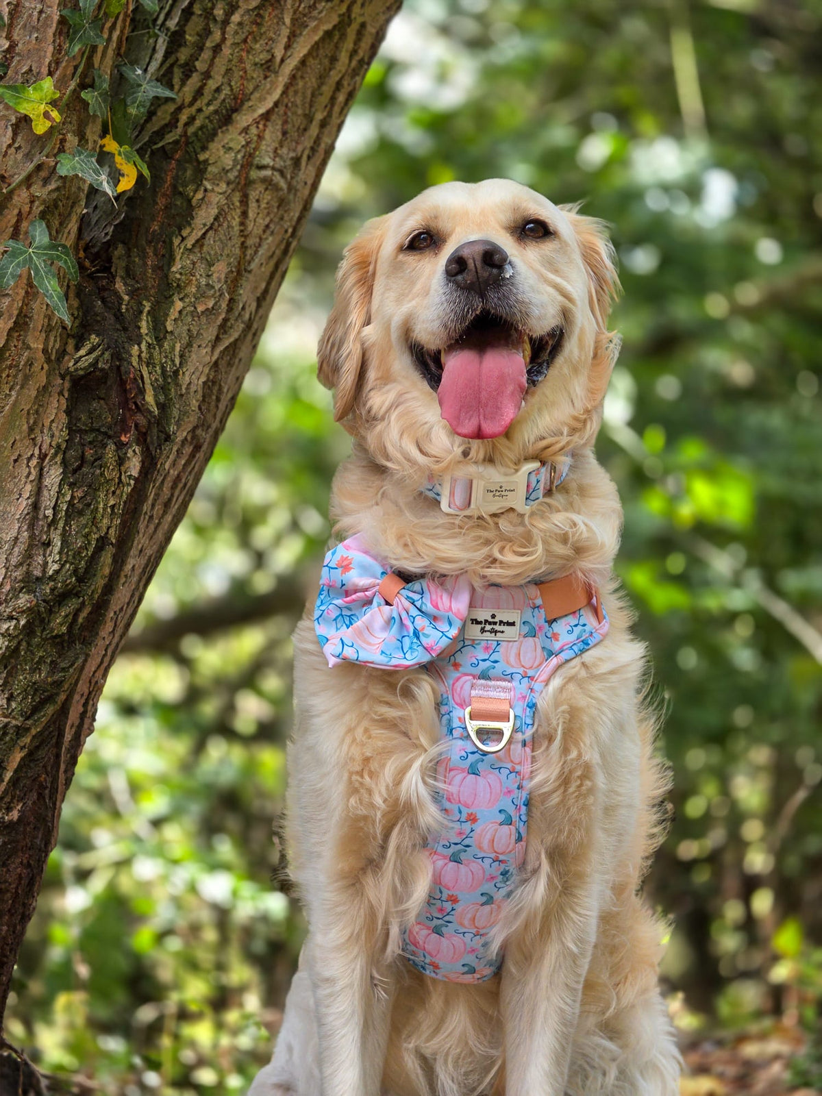 Pablos Pumpkins Adventure Paws Harness